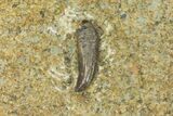 Rooted, Fossil Raptor (Saurornitholestes?) Tooth - Montana #145013-1
